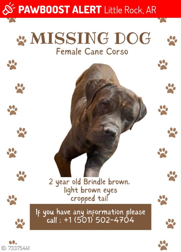 Lost Female Dog last seen Hogan field, Little Rock, AR 72204