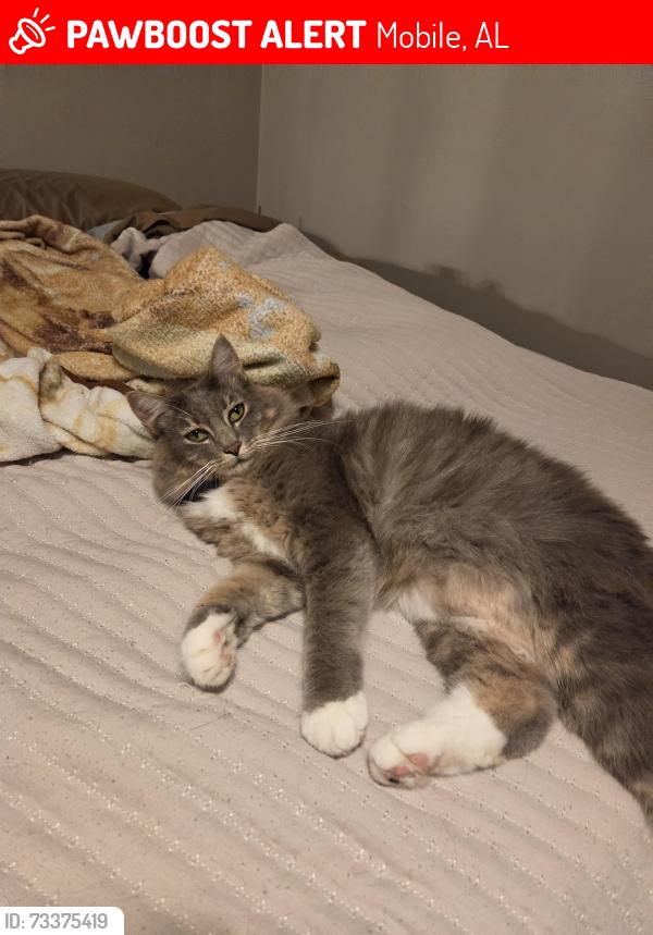 Lost Male Cat last seen Vanderbilt Drive and Azela Golf Course, Mobile, AL 36608
