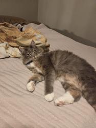 Lost Male Cat last seen Vanderbilt Drive and Azela Golf Course, Mobile, AL 36608