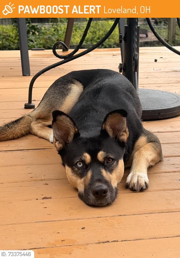 Found/Stray Female Dog last seen Mulberry street, Loveland, OH 45140