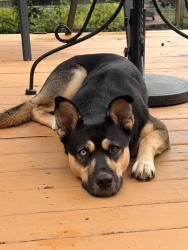 Found/Stray Female Dog last seen Mulberry street, Loveland, OH 45140