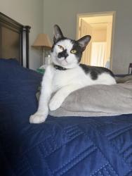 Lost Male Cat last seen Sherman and Alta Vista Way Menifee, Menifee, CA 92586