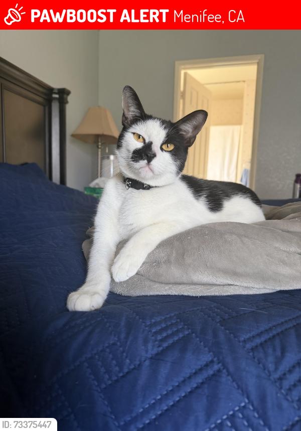 Lost Male Cat last seen Sherman and Alta Vista Way Menifee, Menifee, CA 92586