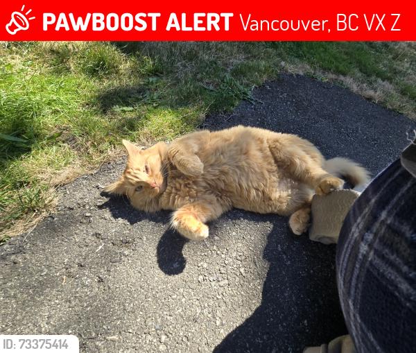 Lost Male Cat last seen 60th, Vancouver, BC V5X 3Z3