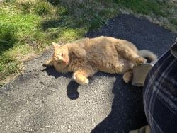 Lost Male Cat last seen 60th, Vancouver, BC V5X 3Z3