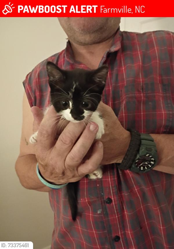 Lost Female Cat last seen Contenna Street, Farmville, NC 27828