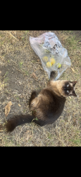 Lost Female Cat last seen Holly, Rialto, CA 92376
