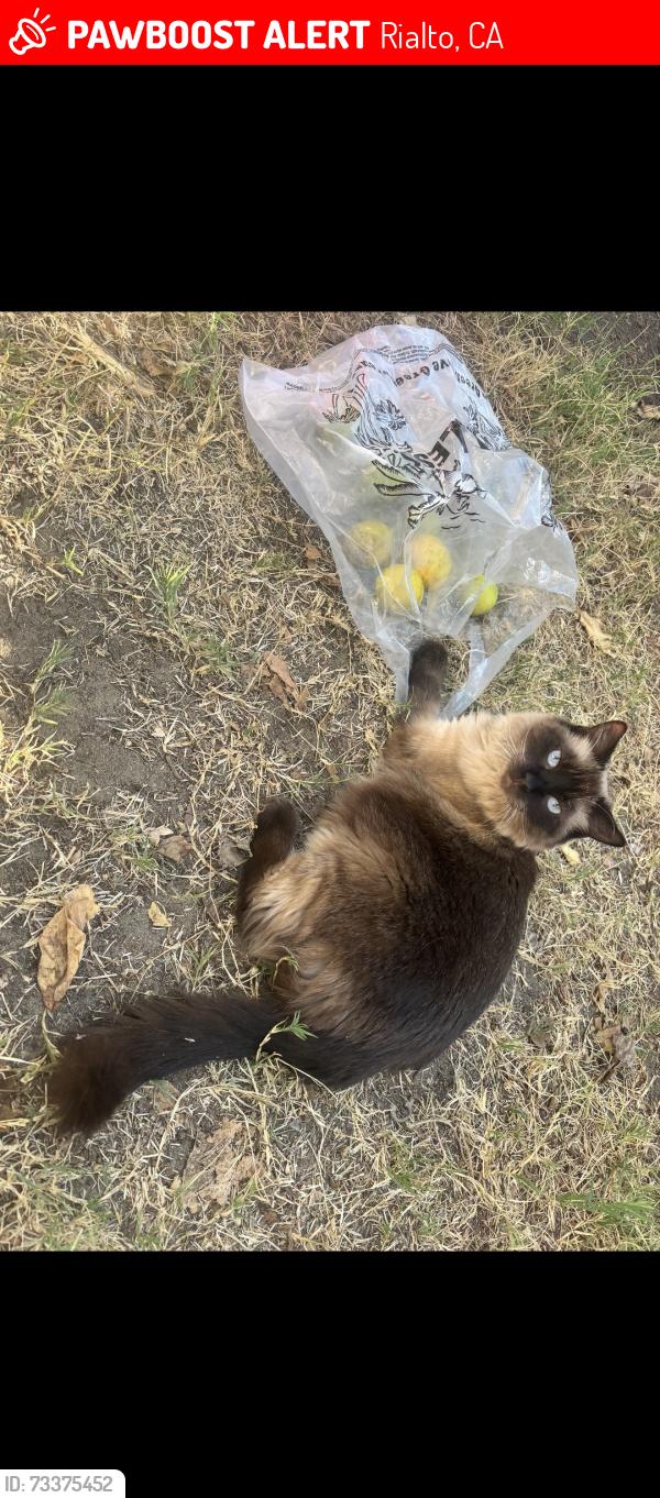 Lost Female Cat last seen Holly, Rialto, CA 92376