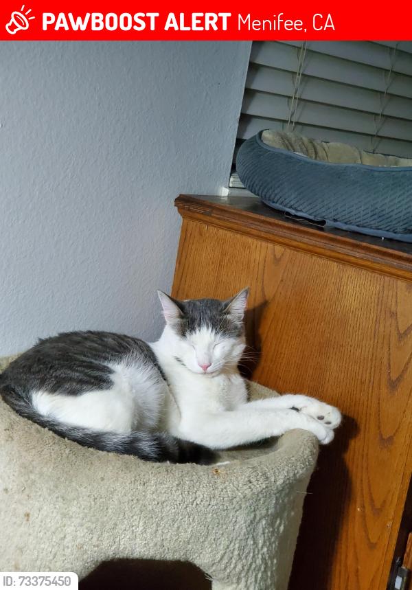 Lost Male Cat last seen Murrieta Rd/Ridgemoor, Menifee, CA 92586