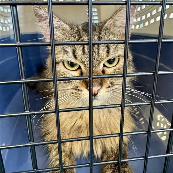 Shelter Stray Unknown Cat last seen , 12910 Yukon Ave, Hawthorne, CA 90250, USA