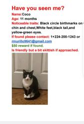 Lost Male Cat last seen Bartlett, Streamwood, IL 60107