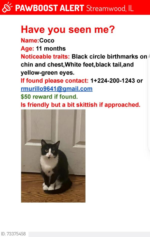 Lost Male Cat last seen Bartlett, Streamwood, IL 60107