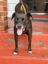 Reunited Female Dog last seen McKees Rocks, PA 15136, USA, McKees Rocks, PA 15136