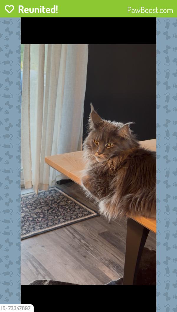 Reunited Female Cat last seen Locust and happy valley, Nampa, ID 83686
