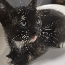 Shelter Stray Female Cat last seen , 3428 S Jenkins Ave, Norman, OK 73072, USA