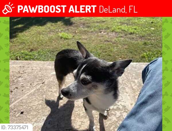 Lost Female Dog last seen Chris & woodlake, DeLand, FL 32724