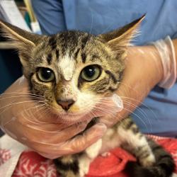 Shelter Stray Unknown Cat last seen , 1244 N Delsea Dr, Vineland, NJ 08360, USA