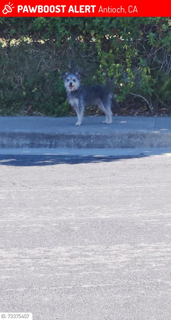 Lost Male Dog last seen Garrow dr and by Davison, Antioch, CA 94509