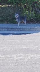 Lost Male Dog last seen Garrow dr and by Davison, Antioch, CA 94509
