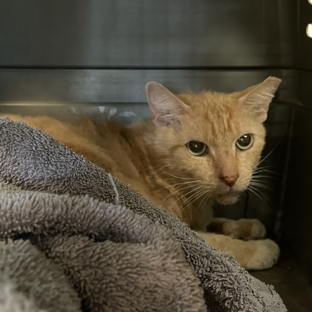 Shelter Stray Male Cat last seen , 361 S Raymond Ave, Pasadena, CA 91105, USA