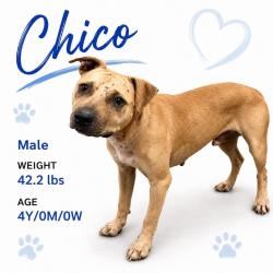 Shelter Stray Male Dog last seen , 2350 Appling City Cove, Memphis, TN 38133, USA