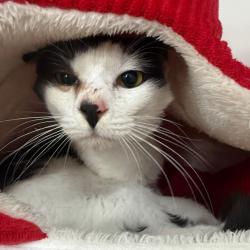 Shelter Stray Male Cat last seen , 3607 N Armenia Ave, Tampa, FL 33607, USA