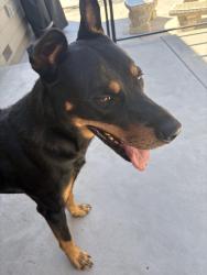 Found/Stray Male Dog last seen Penryn & king, Penryn, CA 95663