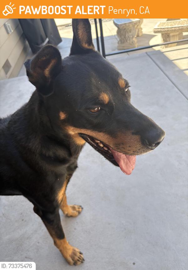 Found/Stray Male Dog last seen Penryn & king, Penryn, CA 95663