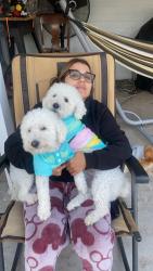 Lost Male Dog last seen Church of Jesus Christ of Latter-Day Saints near 5015 S, Kearns, UT 84118