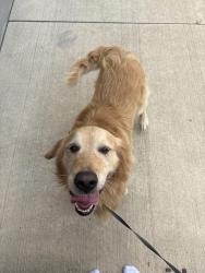 Found/Stray Male Dog last seen Aspen drive, South Lyon, MI 48178