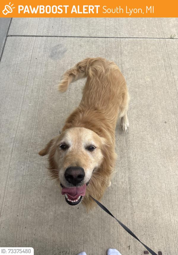 Found/Stray Male Dog last seen Aspen drive, South Lyon, MI 48178