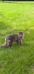 Lost Male Cat last seen Ashley Circle, Barclay Circle, Hampton, Rochester Hills, MI 48307