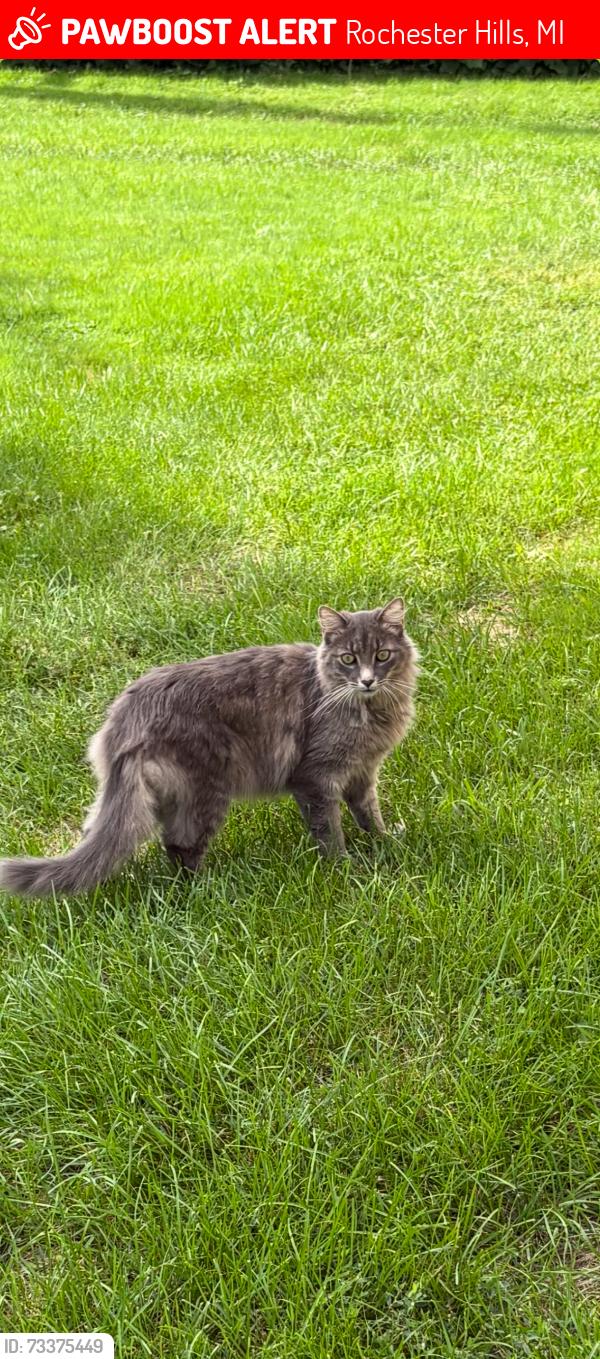 Lost Male Cat last seen Ashley Circle, Barclay Circle, Hampton, Rochester Hills, MI 48307