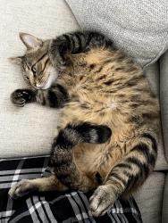 Lost Male Cat last seen Cathy Dr. & Houbolt Rd., Joliet, IL 60431