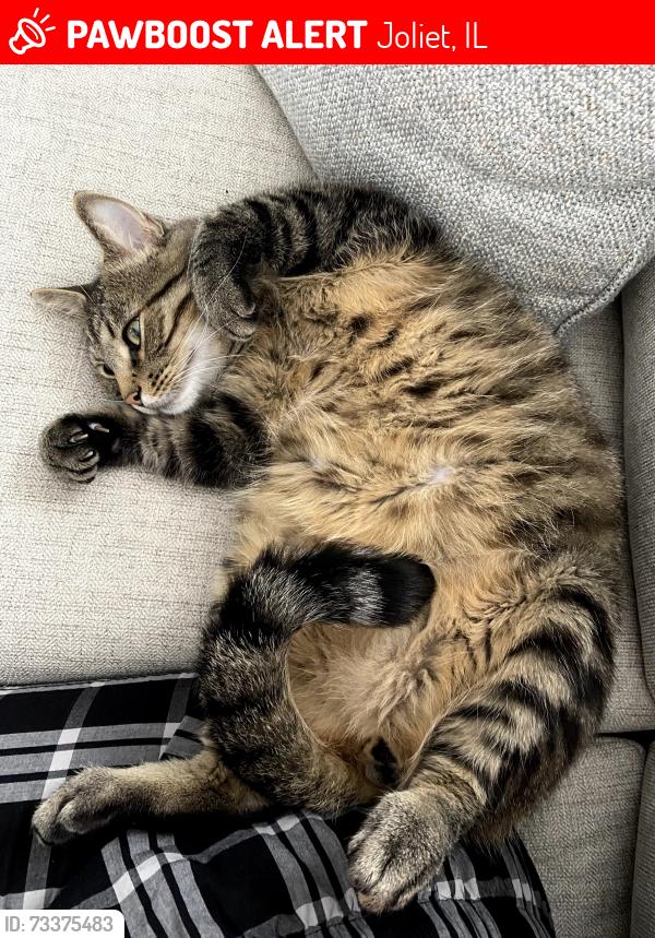 Lost Male Cat last seen Cathy Dr. & Houbolt Rd., Joliet, IL 60431