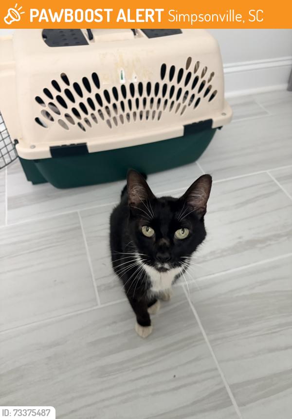 Found/Stray Unknown Cat last seen w georgia rd, Simpsonville, SC 29680