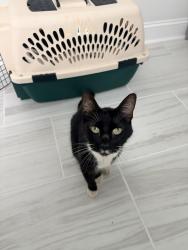 Found/Stray Unknown Cat last seen w georgia rd, Simpsonville, SC 29680