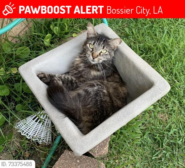 Lost Female Cat last seen Barclay, Bossier City, LA 71111