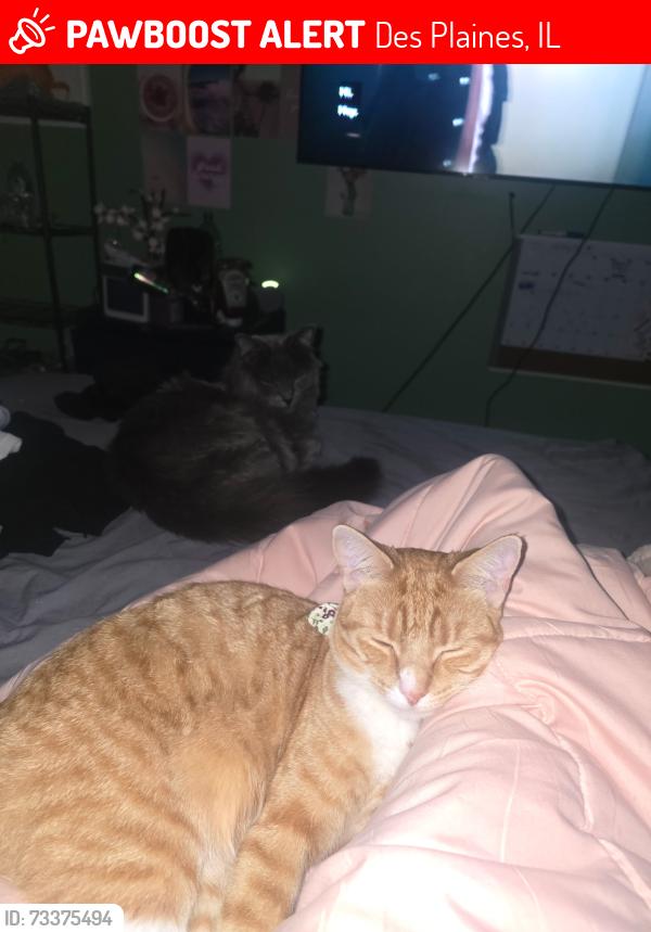 Lost Female Cat last seen Near wicke ave desplains, Des Plaines, IL 60018