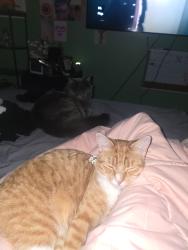 Lost Female Cat last seen Near wicke ave desplains, Des Plaines, IL 60018