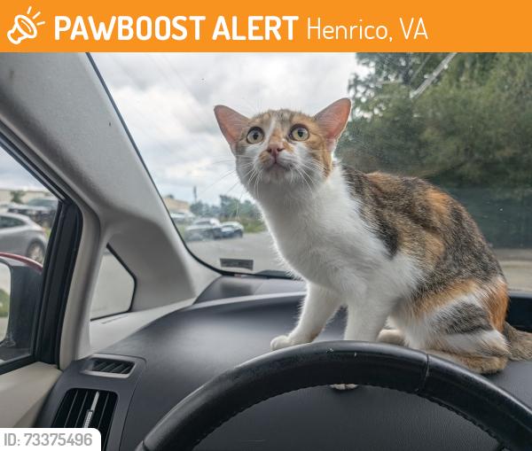 Found/Stray Female Cat last seen At train tracks by Lidl, Henrico, VA 23228