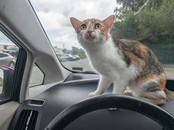 Found/Stray Female Cat last seen At train tracks by Lidl, Henrico, VA 23228