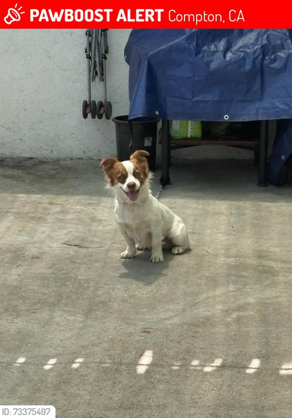 Lost Male Dog last seen Central, Compton, CA 90220