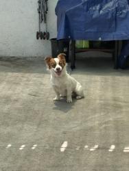 Lost Male Dog last seen Central, Compton, CA 90220