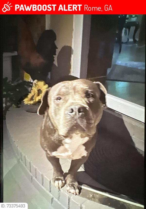 Lost Male Dog last seen Near old dalton rd, Rome, GA 30165