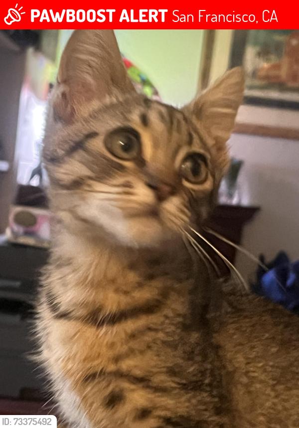 Lost Female Cat last seen 46th and Judah, San Francisco, CA 94122