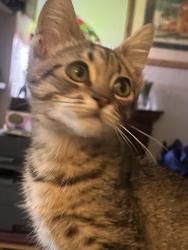 Lost Female Cat last seen 46th and Judah, San Francisco, CA 94122