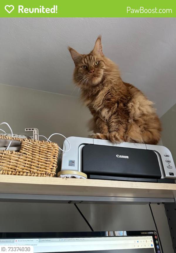 Reunited Male Cat last seen Jefferson Dr, Pittsburgh, PA 15229, USA, Ross Township, PA 15229