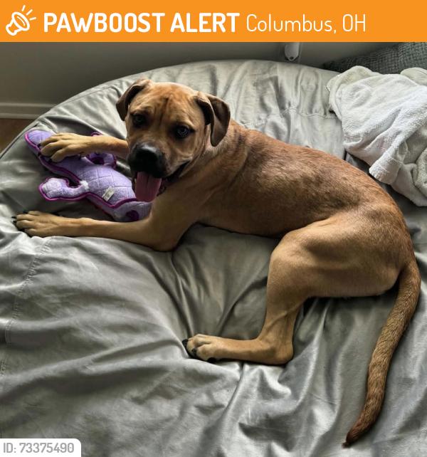 Found/Stray Female Dog last seen Church at 1088 E Weber Ave. in North Linden, Columbus, OH 43211