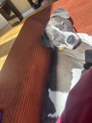 Lost Female Dog last seen Heading up the mountain near sugar creek and younce creek rd, Franklin, NC 28734